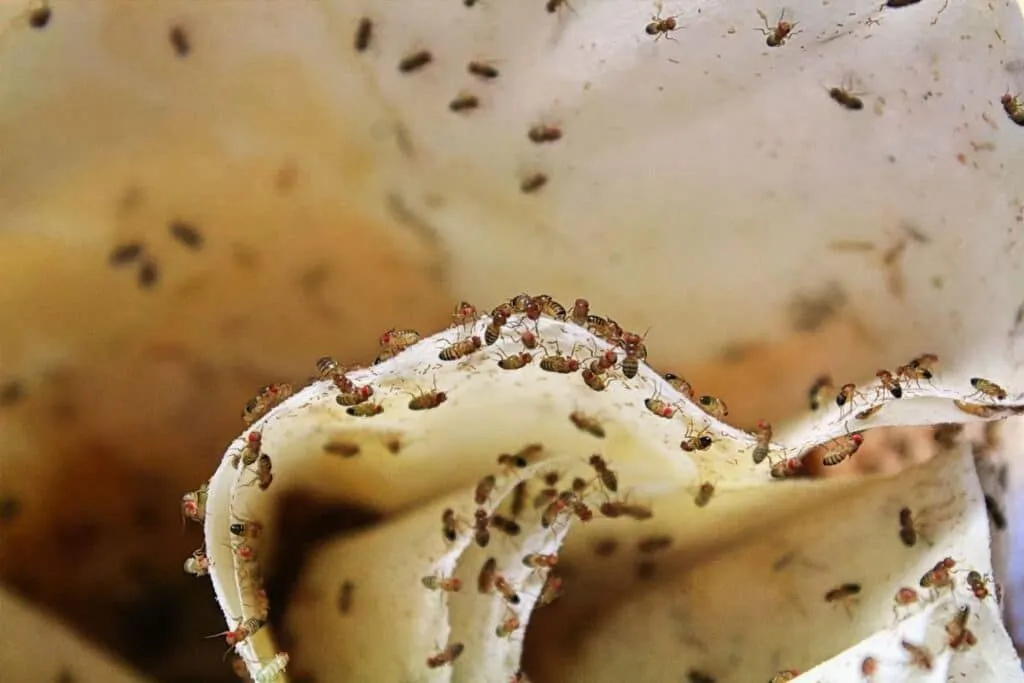 Voorkom een invasie: bescherm je huis tegen fruitvliegjes