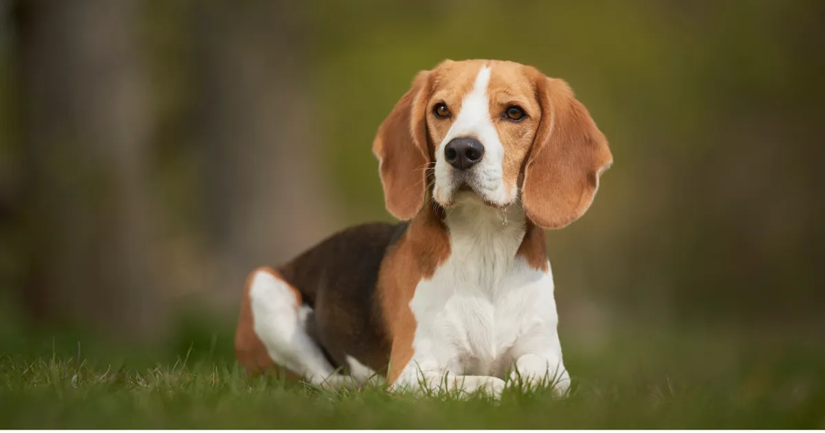 10 hondenrassen die de sterkste emotionele band met mensen vormen